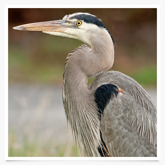 blue-heron blue-heron